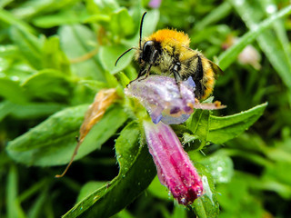 bee on the flower 