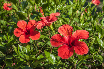 detail of hibiscus flower, Hibiscus