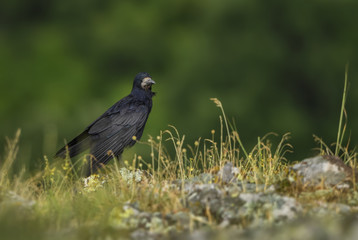 Rook - Corvus frugilegus, black large bird from European woodlands, Eastern Rodope mountains, Bulgaria.