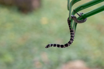 serpente