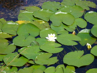 Nymphaea in Water