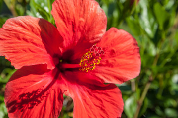 detail of hibiscus flower, Hibiscus