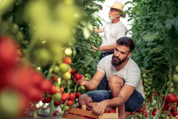 Father and son check harvest of tomato in greenhouse