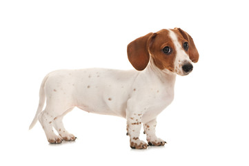 Mini Piebald Dachshund isoliert auf weißem Hintergrund