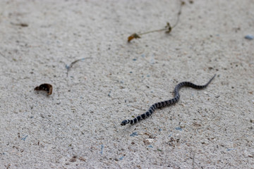 Snake serpente
