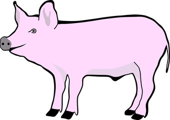 Pig