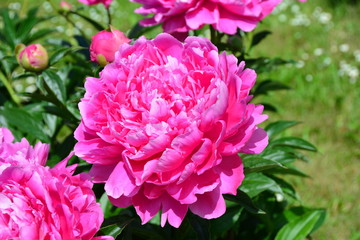 Beautiful sunny pink peony flower in summer