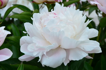 Big white peony flower 