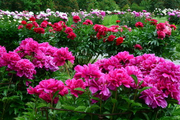 Many multicolor peony flowers 