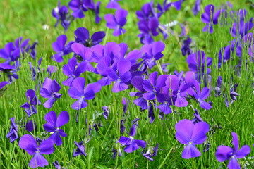 Bright violet pansies in the garden