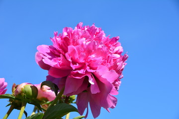 Pink peony flower in the sky