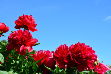 Many red peony flowers 
