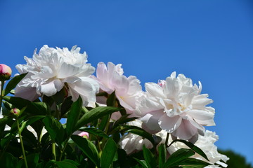 Sunny white peony flowers 