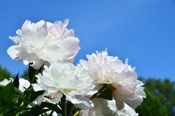 Bright white peony flowers