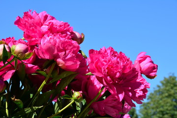 Bright pink peony flowers in the garden 