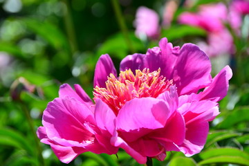 Delicate sunny pink peony flower