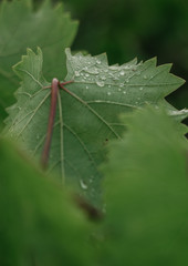 Obraz premium Grape leaves