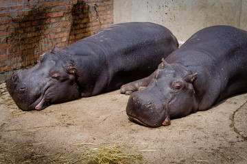 Two sleepy hippos lying on the concrete floor of Belgrade zoo