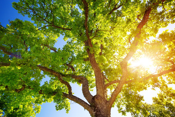 old oak tree foliage in morning light with sunlight