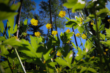 Obraz premium beautiful flowers growing in the middle of the forest