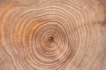 Core of juniper and sandalwood background - 211308036