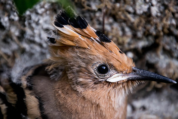 Young hoopoe near the nest