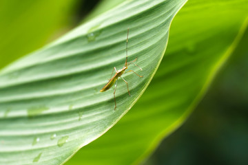 close up of insect bug on green leaf