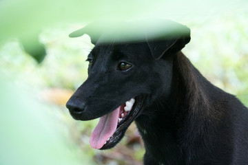 happy black puppy dog play in a park