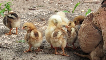 pintinhos 