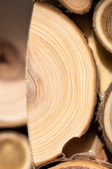 Core of juniper and sandalwood background