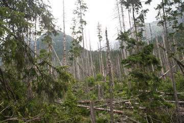 Downed trees by devastating November 2004 storm in High Tatras.