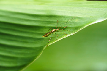 close up of insect bug on green leaf