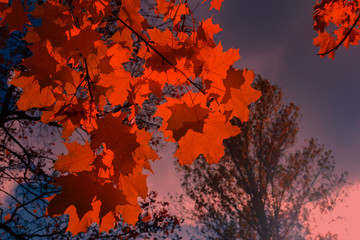 red maple leaves against the blue sky