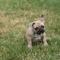 My little French bulldog 10 weeks old