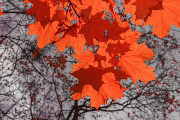Naklejka na ściany i meble red maple leaves against the blue sky