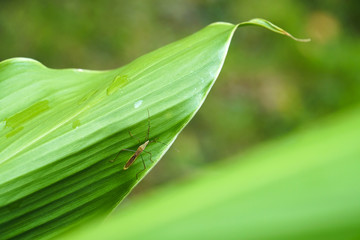 close up of insect bug on green leaf