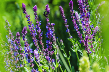 Obraz premium violet blue flowers herbs in the field