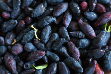 background of blue berries honeysuckle