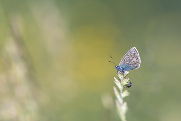 Papillon Argus