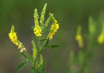 flowers on a bright summer background. Blurred background yellow-green.