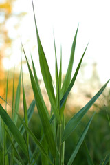 spring grass in the sunset sunlight