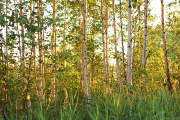 summer birch forest at sunset