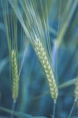 Barley at Dusk