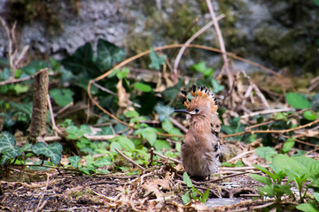 Young hoopoe near the nest