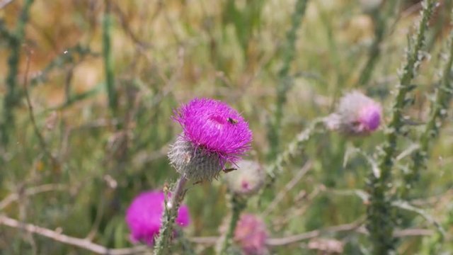 Close up of beautiful pink silybum flower in spring fields 