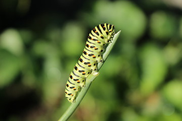 Striped caterpillar on a blade of grass.