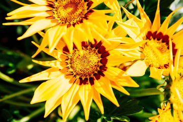 Naklejka premium Blume