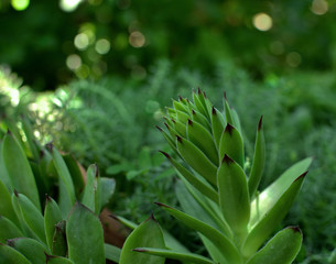 Green succulent background. beautiful bokeh. Sempervivum tectorum (common houseleek). 