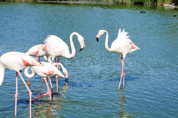 flamingoes in the Ornithological Park of Pont de Gau, Camargue, France