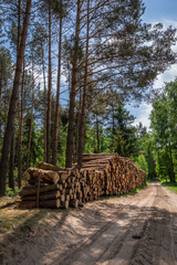 Sunny green forest in the summer, Poland